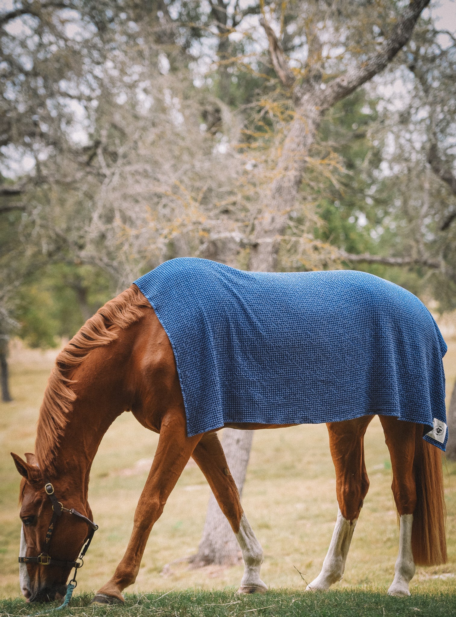 Sixteen Cypress Cotton Waffle Horse Drying Towel, Sand