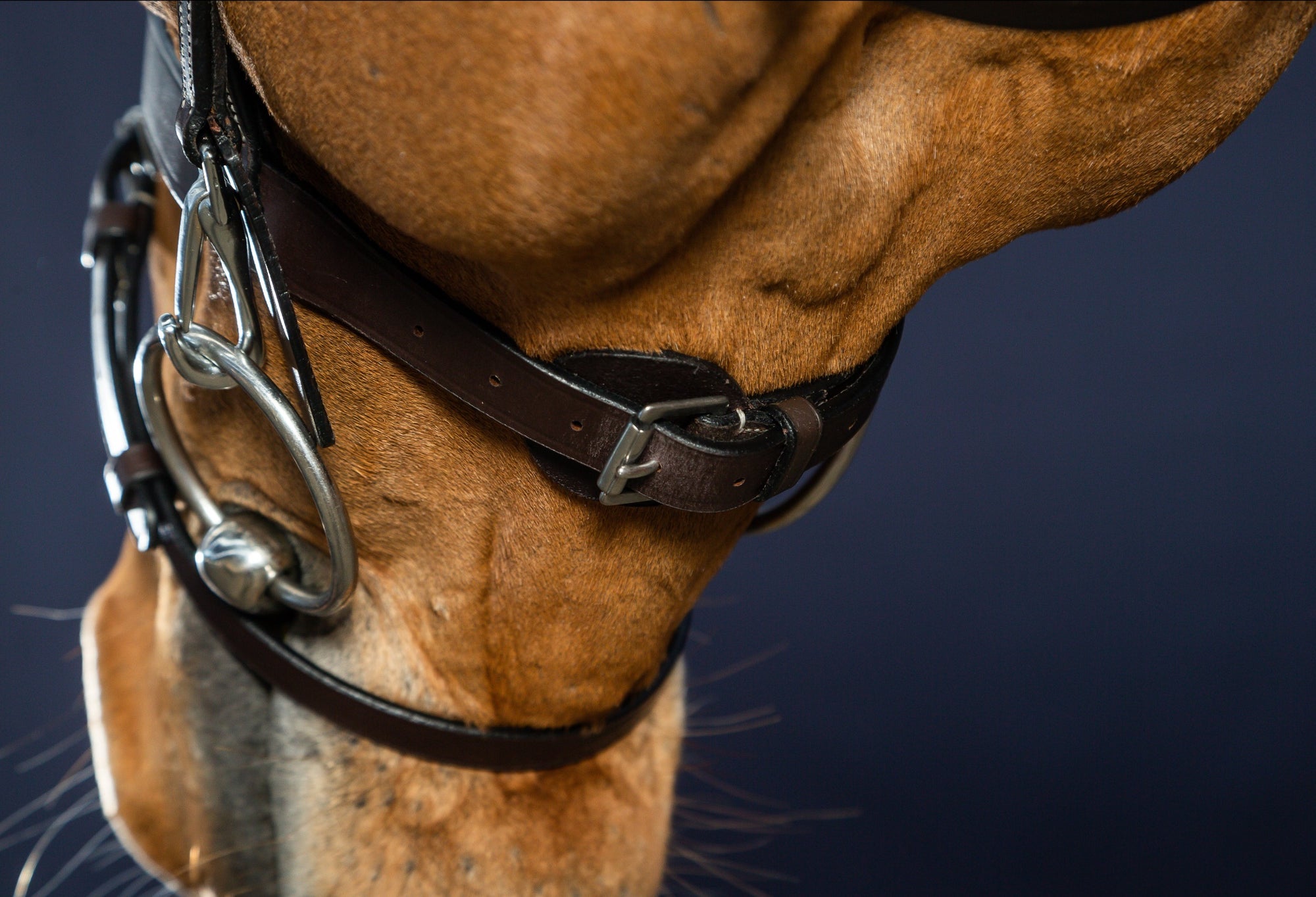 Dy&#39;on Flat Leather Bridle With Snap Hooks, Brown, Working By Dyon