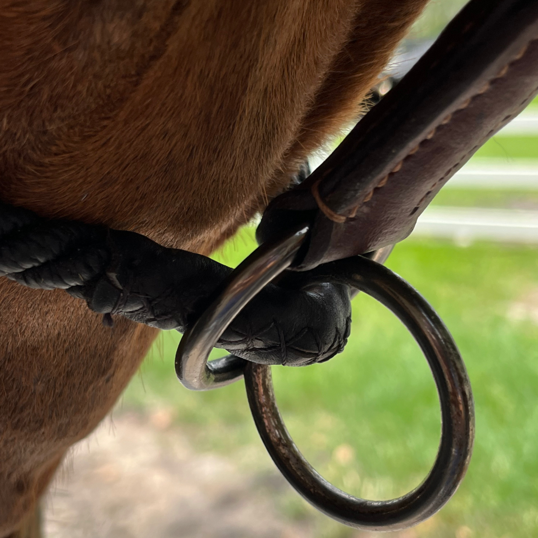 Dziasport Happy Horse Hybrid Halter, Brown