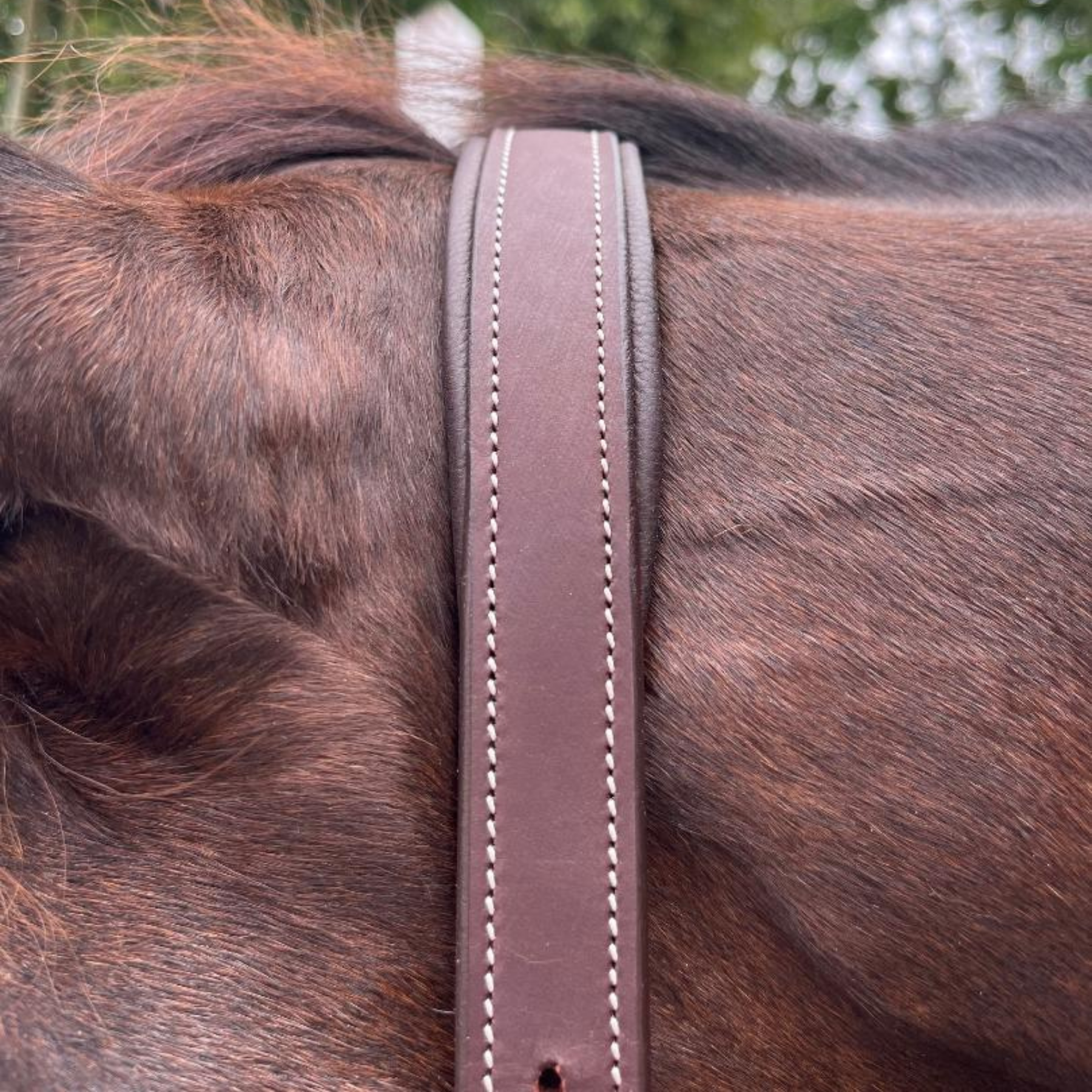 Dziasport Happy Horse Leather Halter, Brown