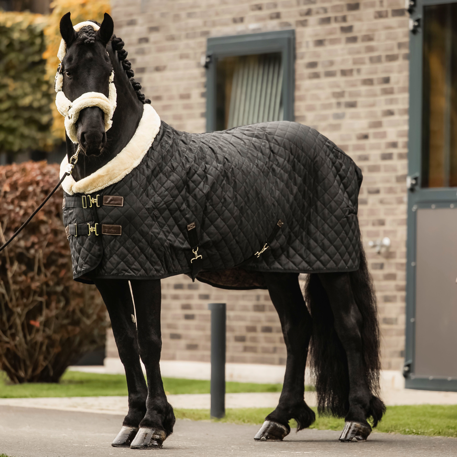 Kentucky Horsewear Show Rug, Brown