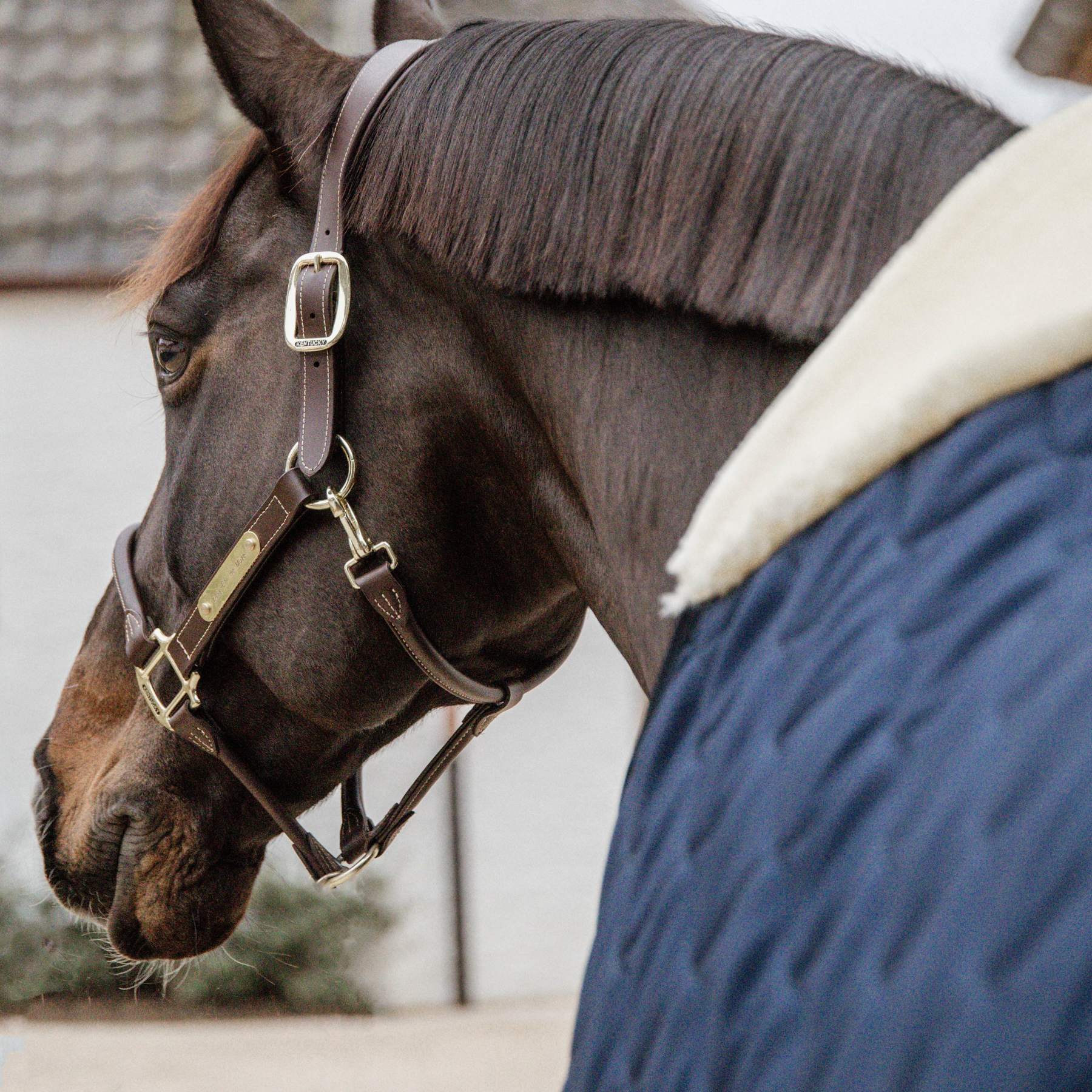 Kentucky Horsewear Stable Rug Comfort, Navy