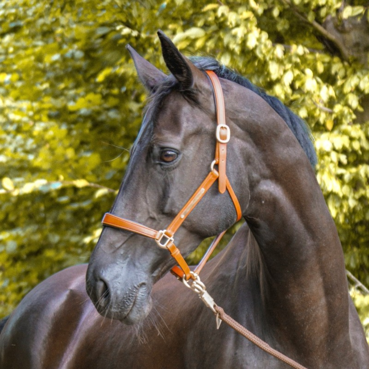Kavalkade Bennett Leather Halter, Cognac with Brass