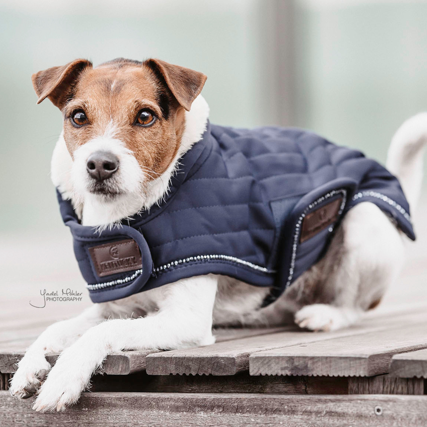 Kentucky Dog Coat Pearls, Navy