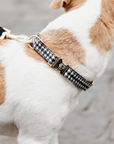 Kentucky Dog Collar Pied-de-Poule, Black