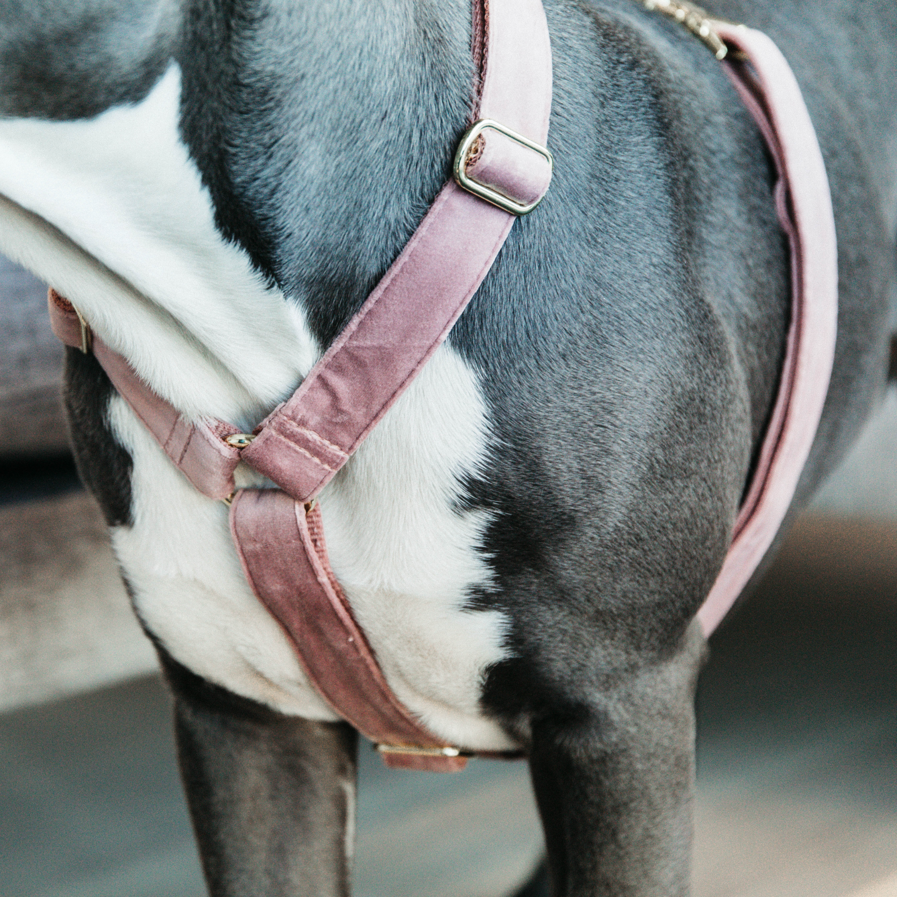 Kentucky Dog Harness Loop Velvet, Old Rose