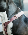 Kentucky Dog Harness Loop Velvet, Old Rose