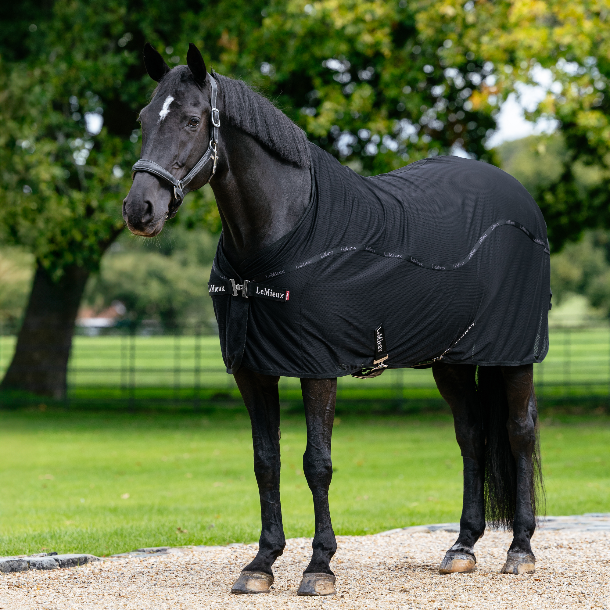 LeMieux Arika Air-Tek Sheet, Black