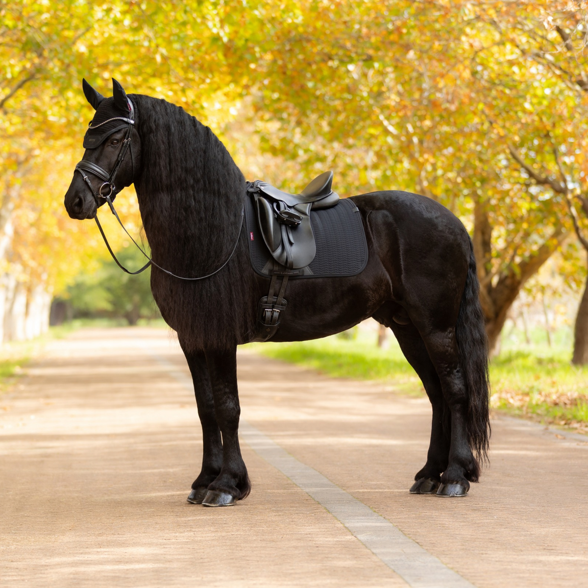 LeMieux Essence Dressage Saddle Pad, Black