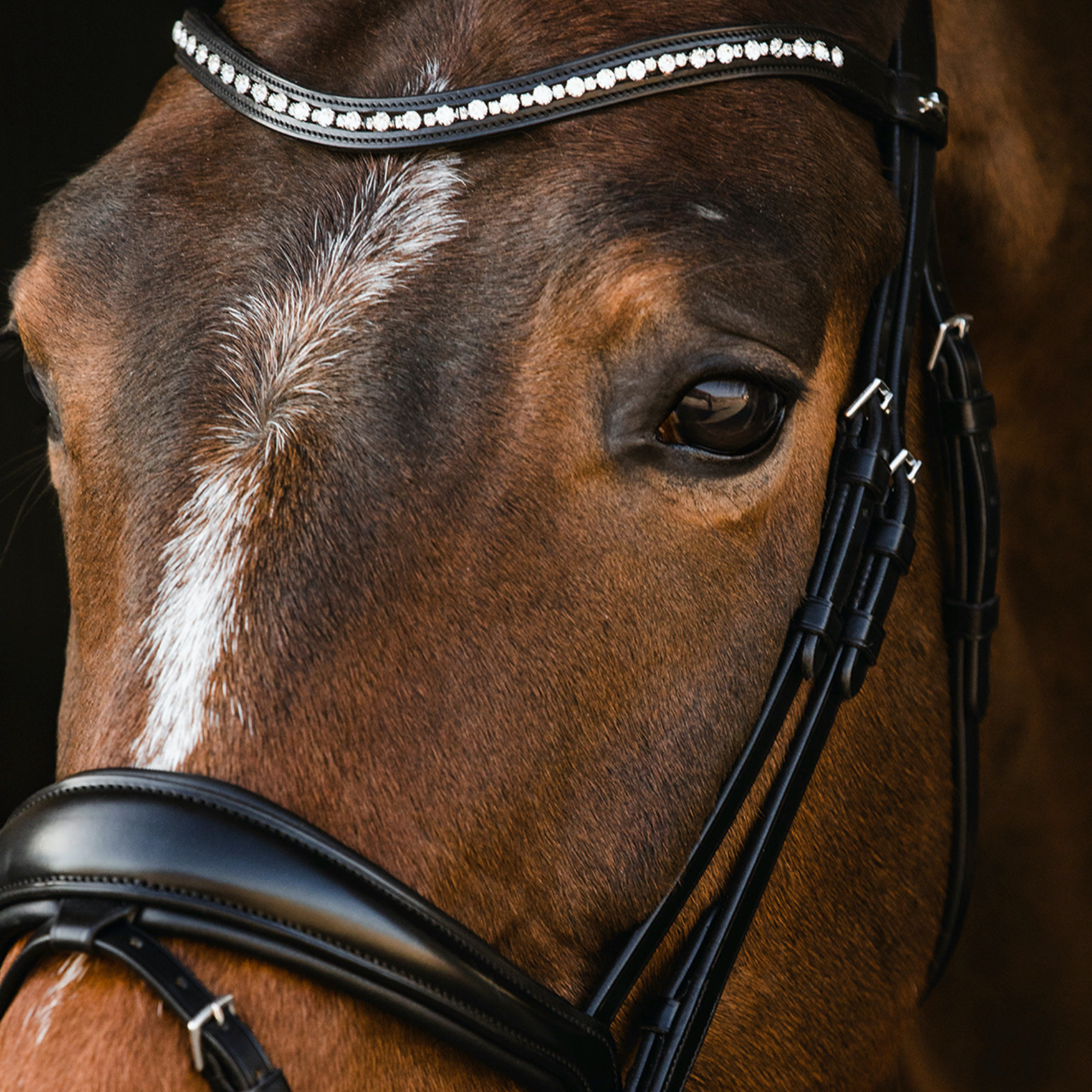 Schockemohle Brantford Anatomical Bridle, Black/Silver