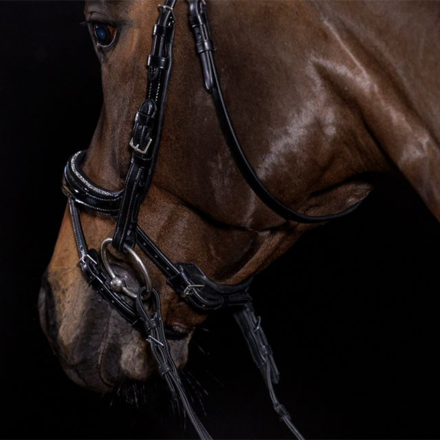Schockemohle Equitus Beta Glam Anatomical Special Bridle, Black Patent/Silver