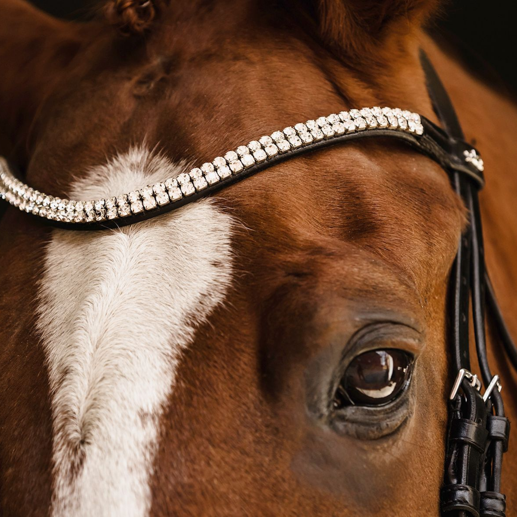 Schockemohle Isabell Werth Johnny Bridle, Black/Silver