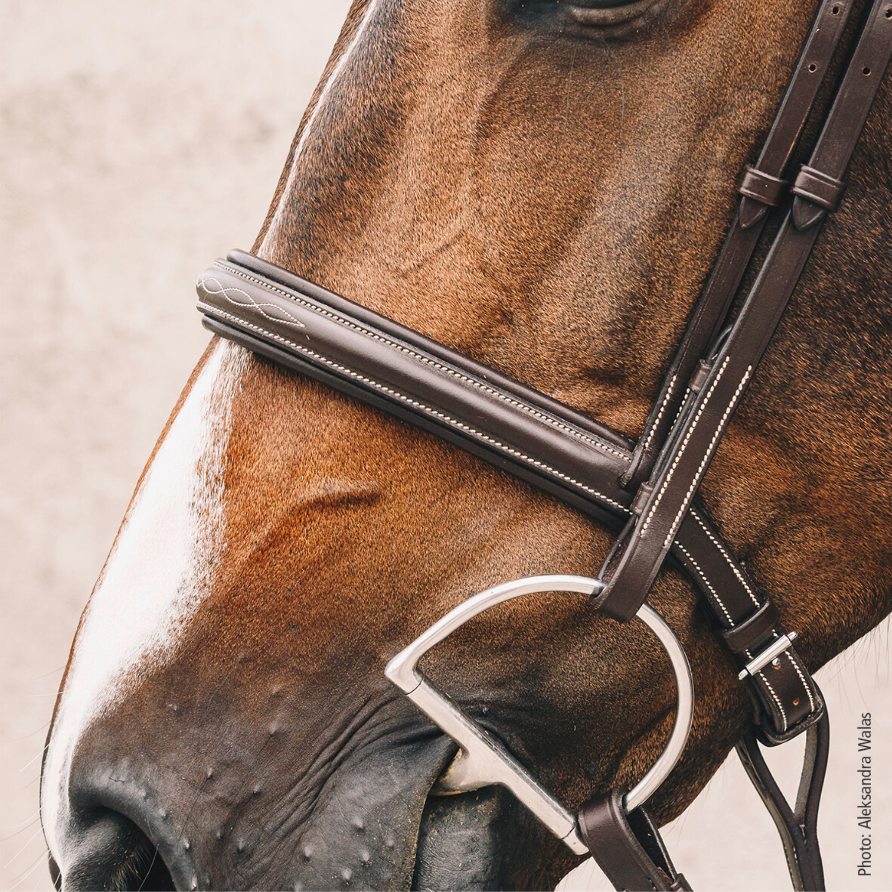 Schockemohle Montreal Select Anatomical Bridle, Espresso/Cream/Silver