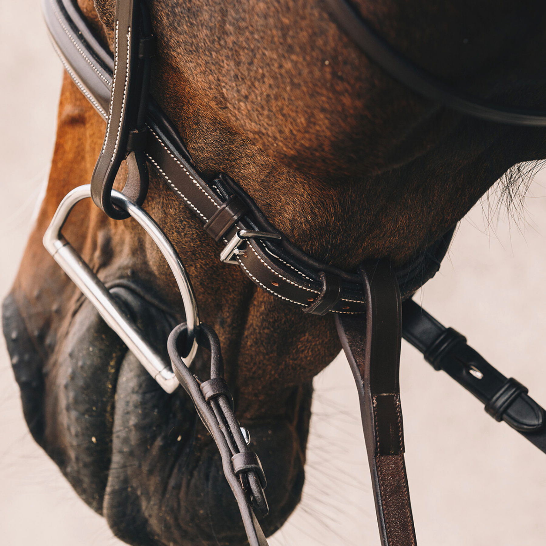 Schockemohle Montreal Select Anatomical Bridle, Espresso/Cream/Silver