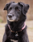 Pénélope Billie Dog Collar, Pink