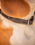 Pénélope Billie Dog Collar, Black