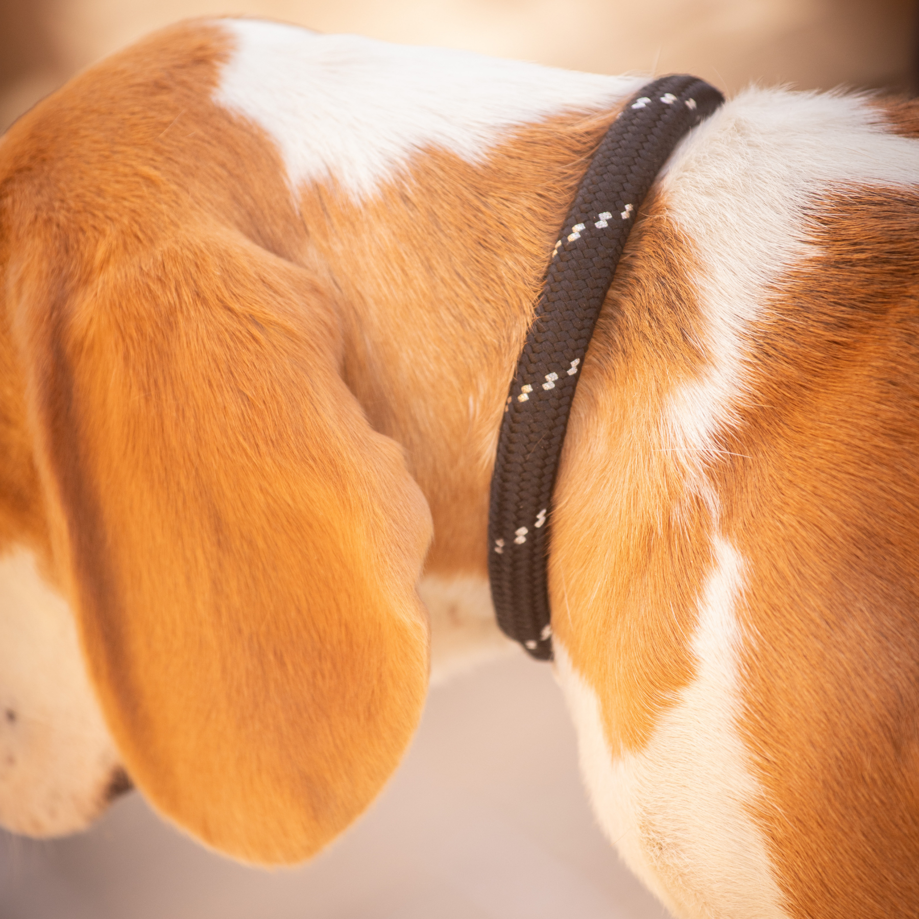 Pénélope Billie Dog Collar, Black