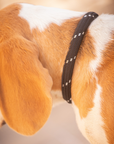 Pénélope Billie Dog Collar, Black
