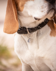Pénélope Billie Dog Collar, Black