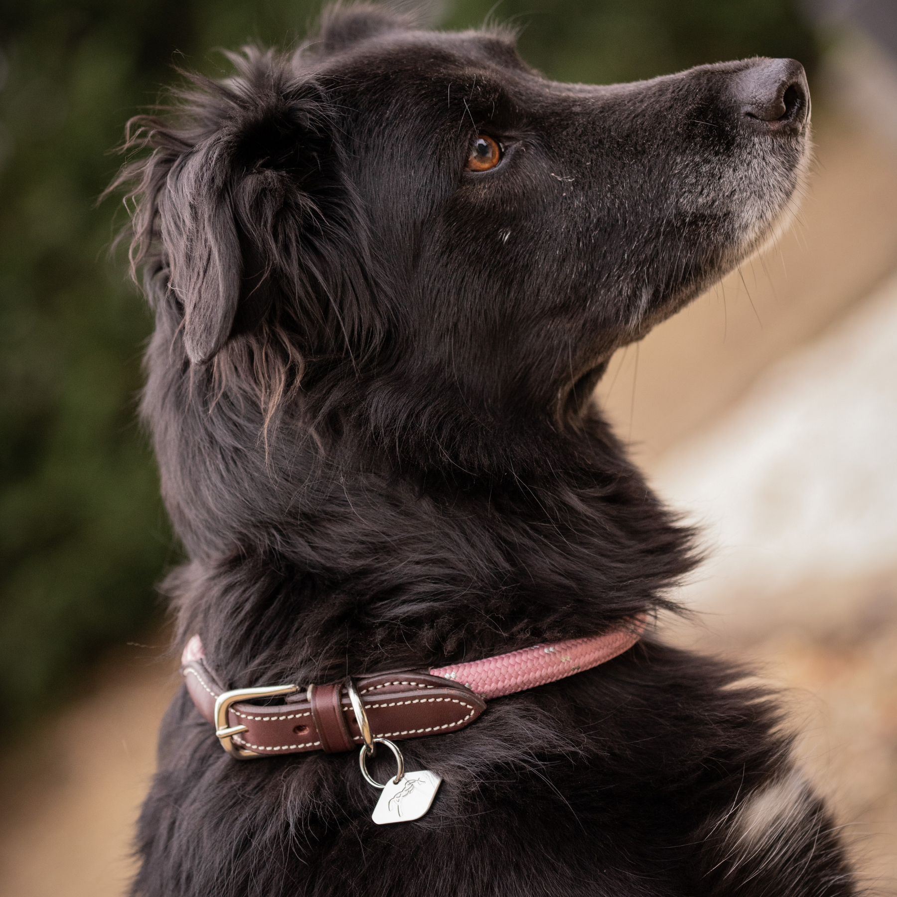 Pénélope Billie Dog Collar, Pink
