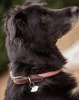 Pénélope Billie Dog Collar, Pink