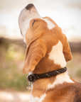 Pénélope Billie Dog Collar, Black