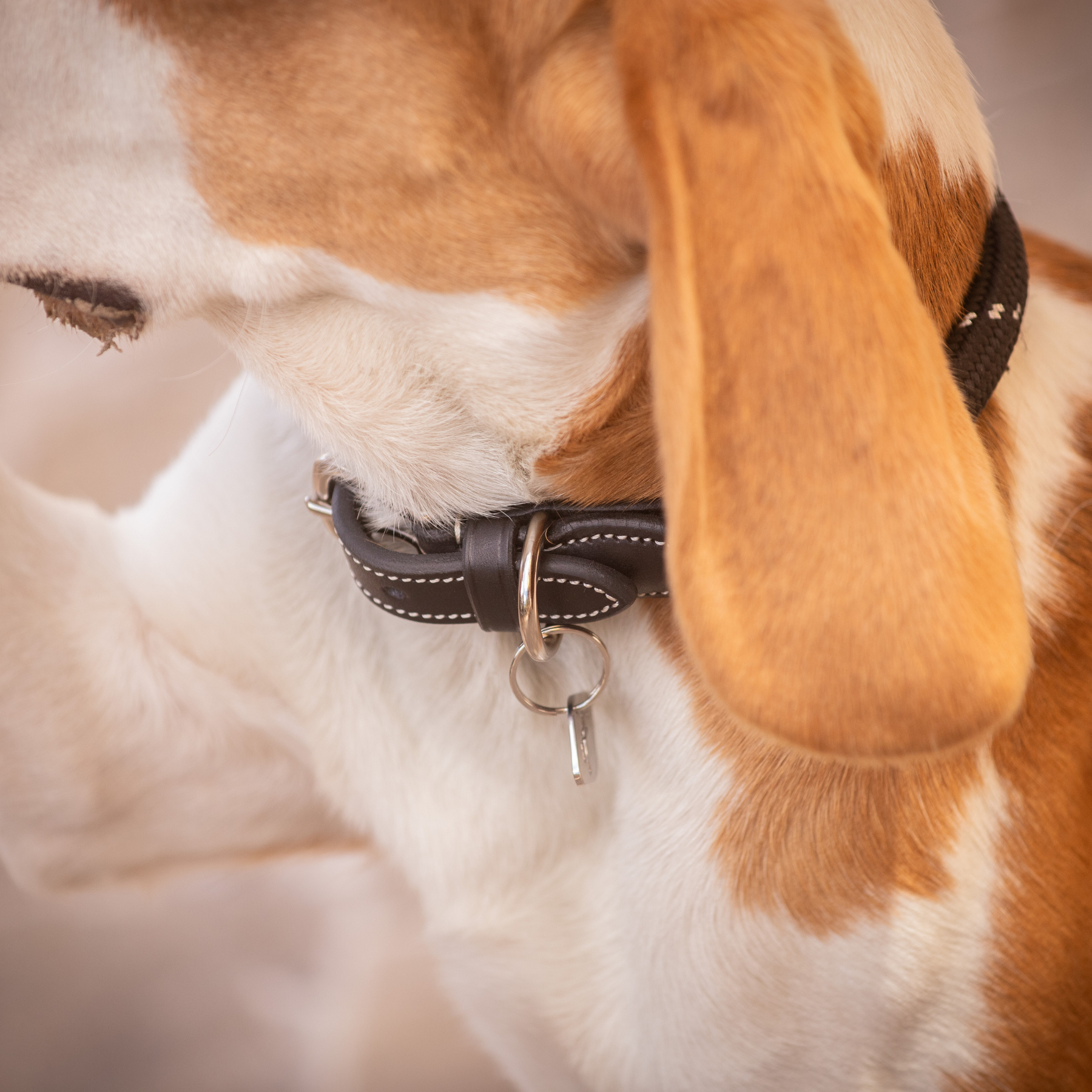 Pénélope Billie Dog Collar, Black