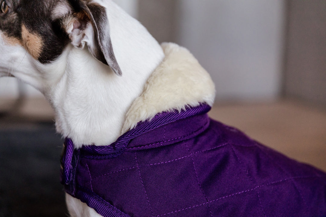 Kentucky Dog Coat, Royal Purple