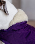 Kentucky Dog Coat, Royal Purple