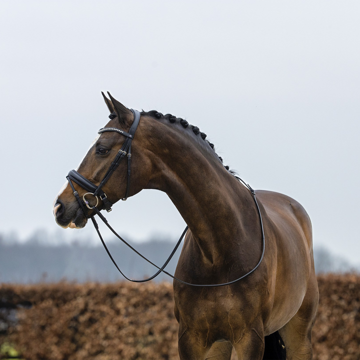 Trust Equestrian Verden Large Crank Noseband Bridle, Black/Black