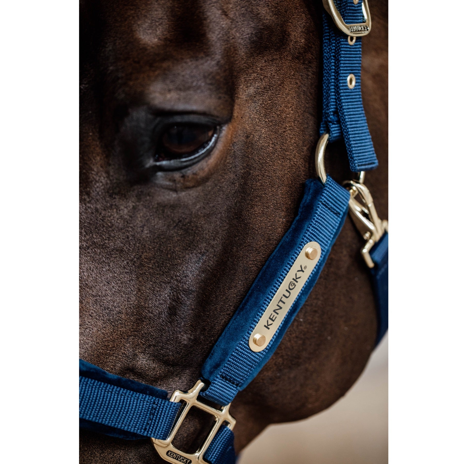 Kentucky Horsewear Velvet Halter, Navy