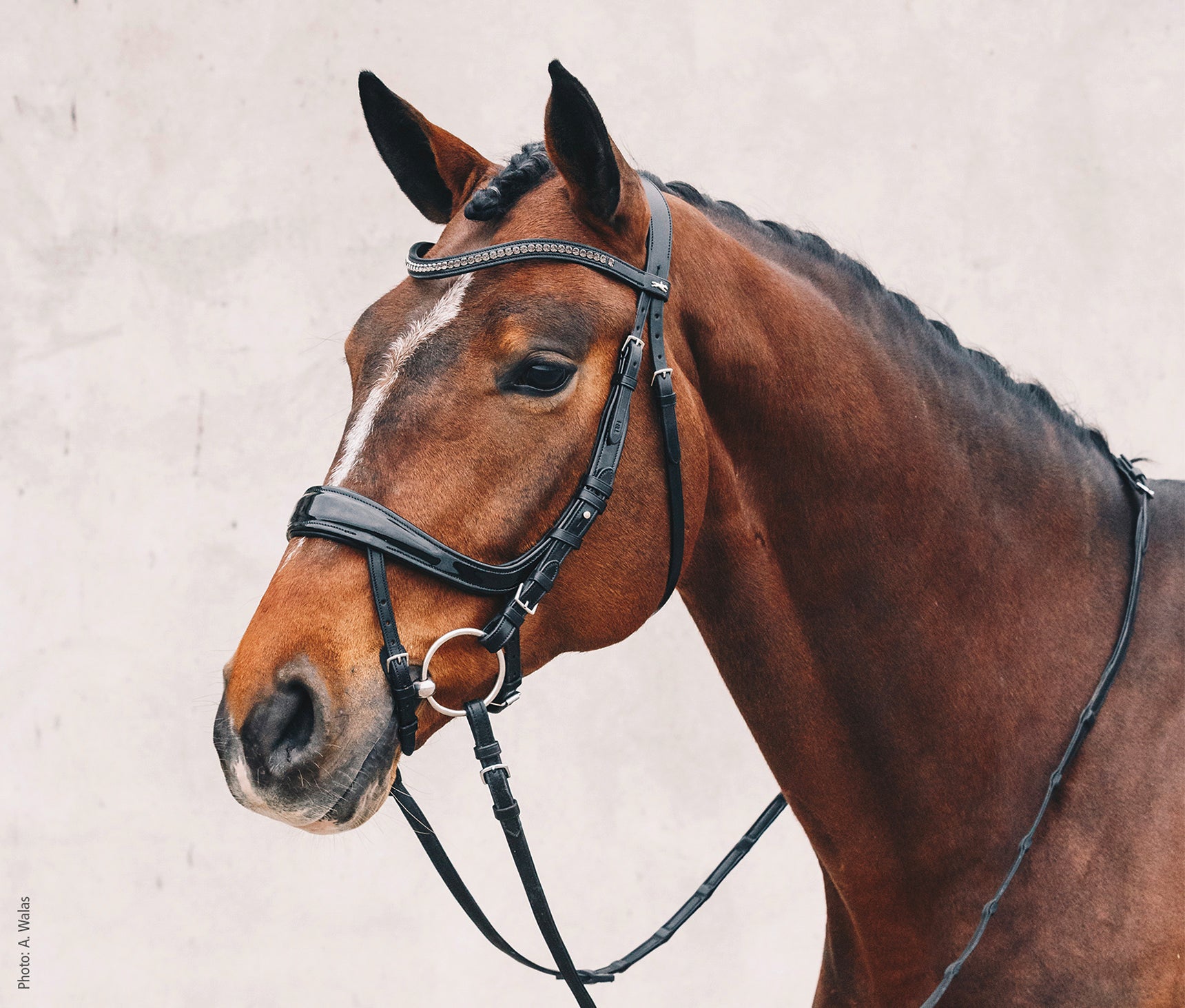 Schockemohle Equitus Beta Anatomical Special Bridle, Black Patent/Silver