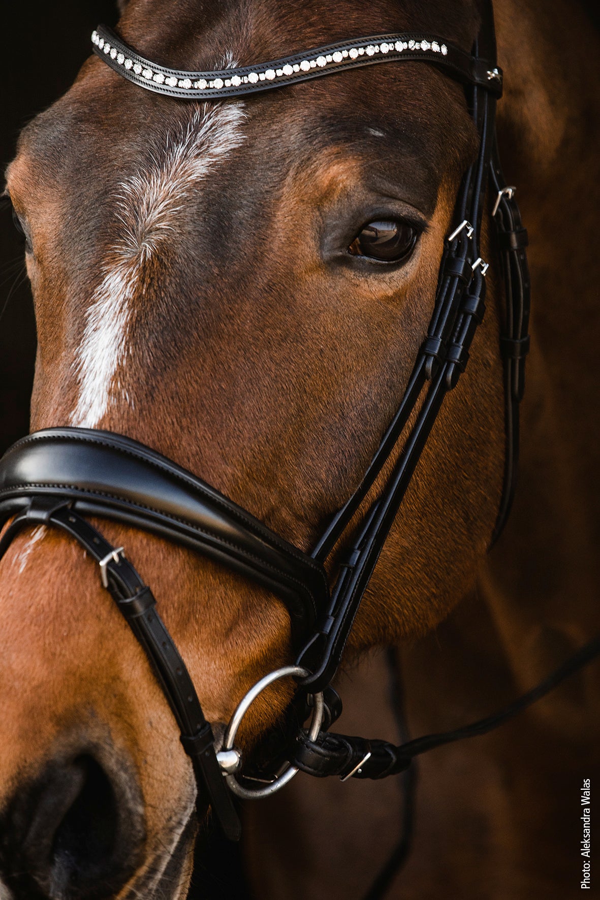 Schockemohle Brantford Anatomical Bridle, Black/Silver