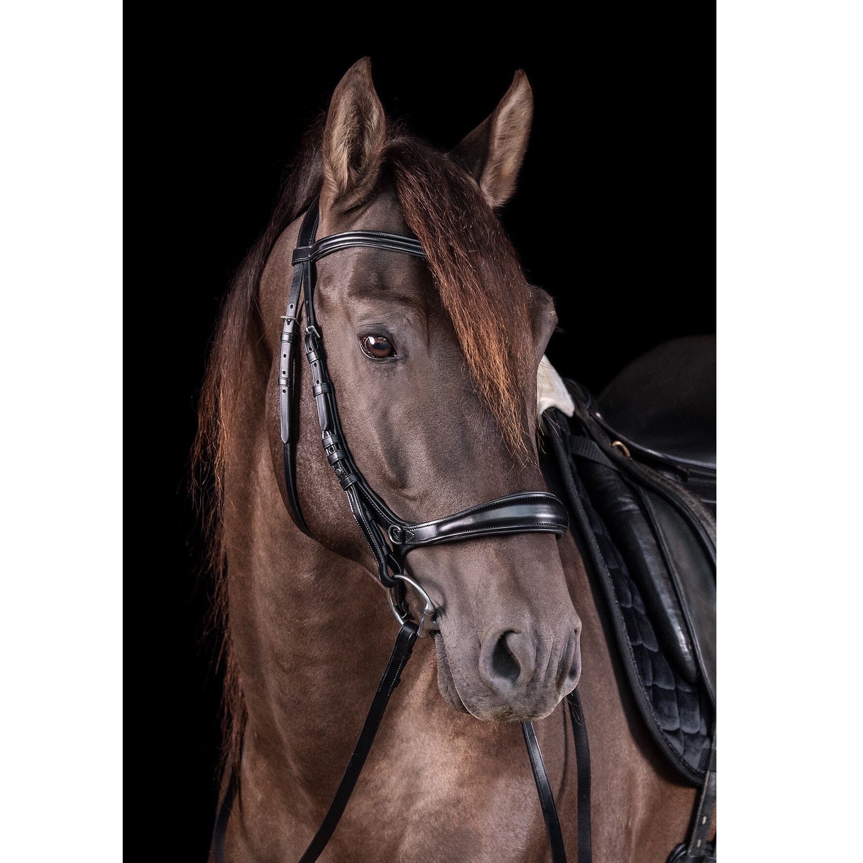 Schockemohle Equitus Theta Anatomical Special Bitless Bridle, Black/Silver