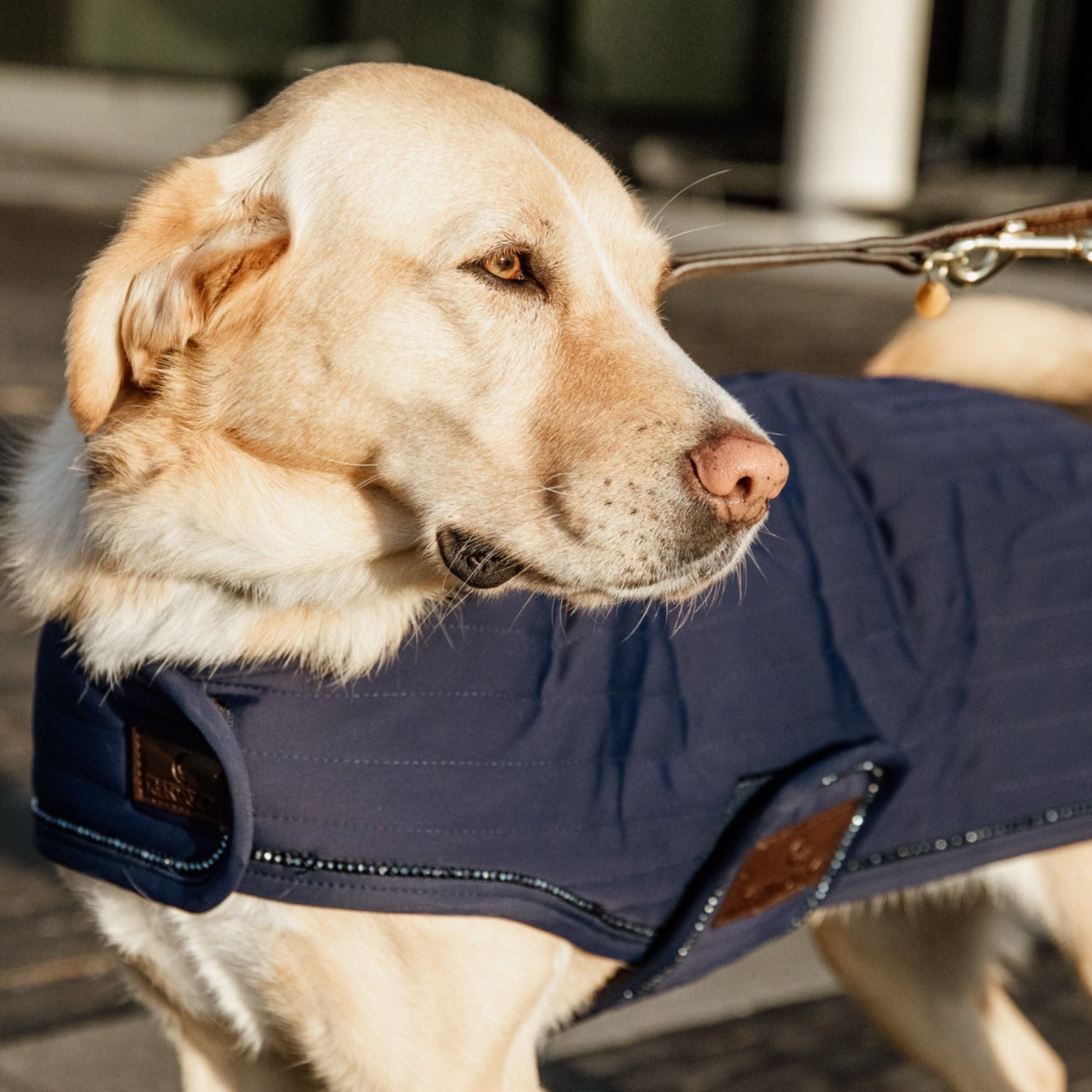 Kentucky Dog Coat Pearls, Navy