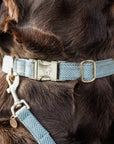 Kentucky Dog Collar Wool, Light Blue