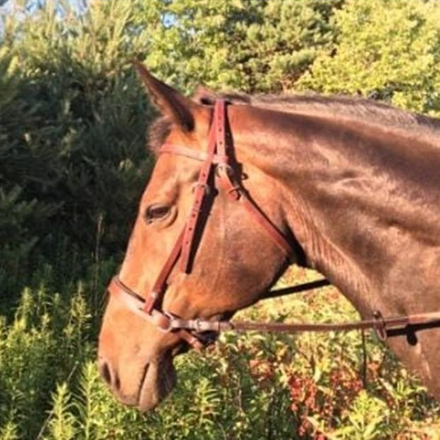 ThinLine EZ Harmony Bitless Noseband Bridle Converter Dark Brown