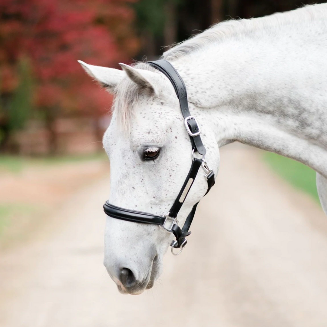 Lumiere Equestrian ALIZE Leather Halter, Black