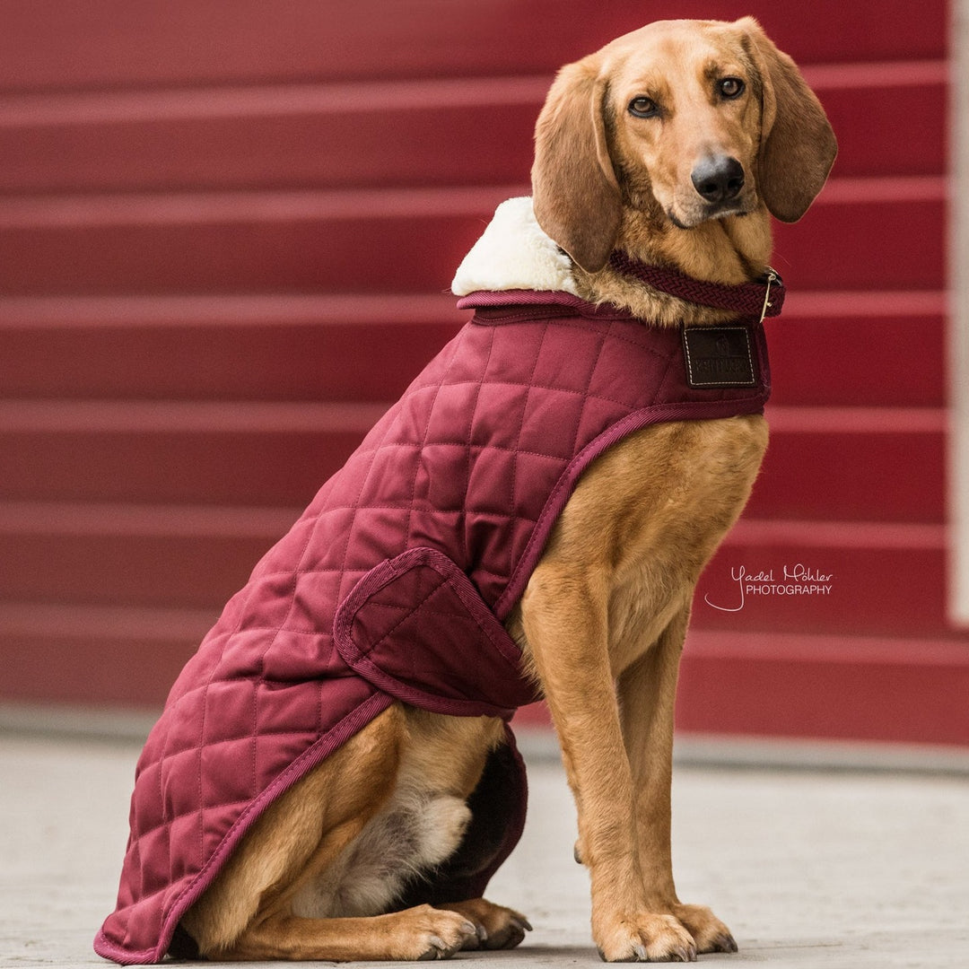 Kentucky Dog Coat, Bordeaux