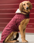 Kentucky Dog Coat, Bordeaux