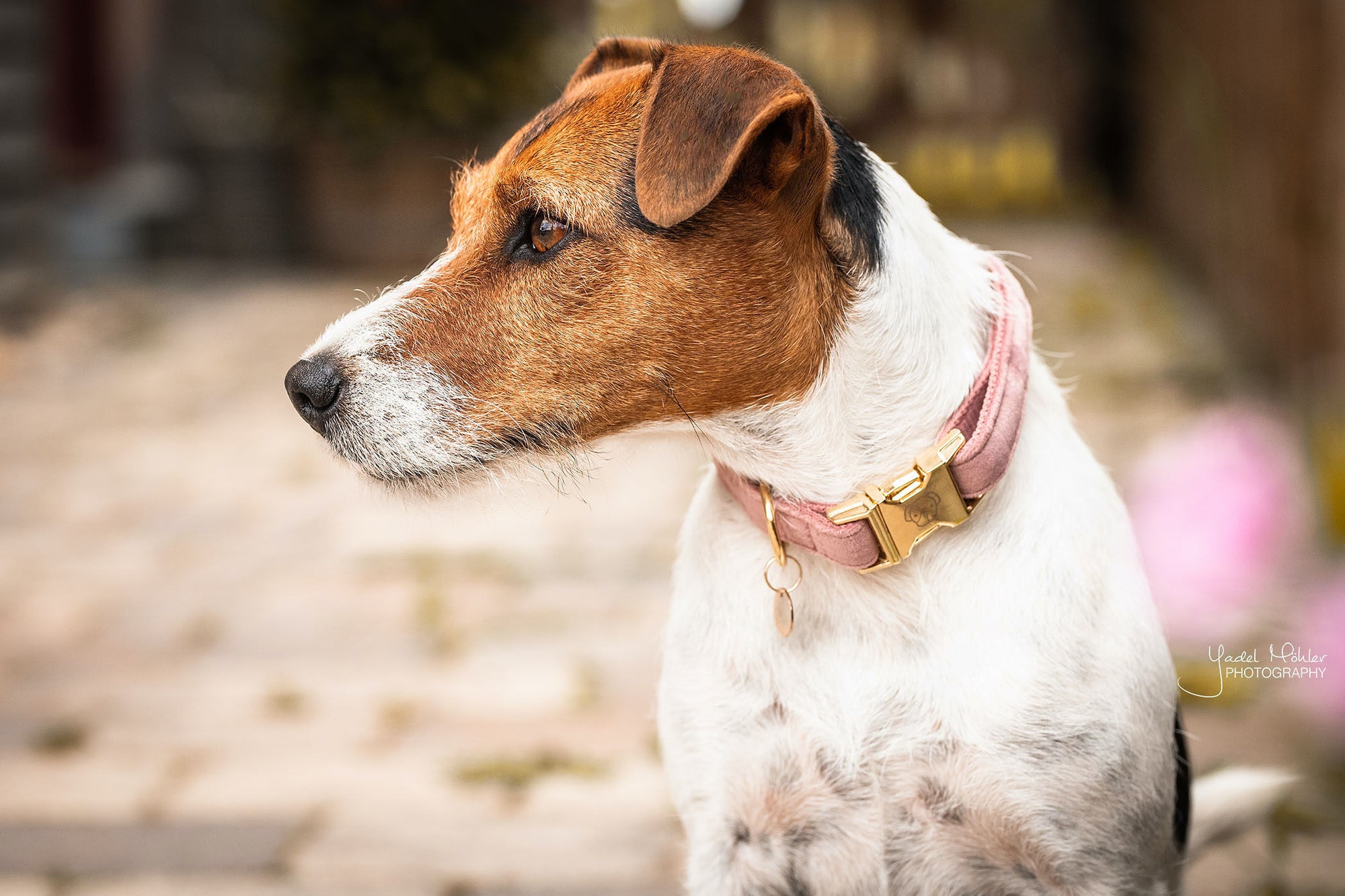 Kentucky Dog Collar Velvet