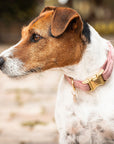 Kentucky Dog Collar Velvet