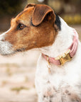 Kentucky Dog Collar Velvet, Old Rose