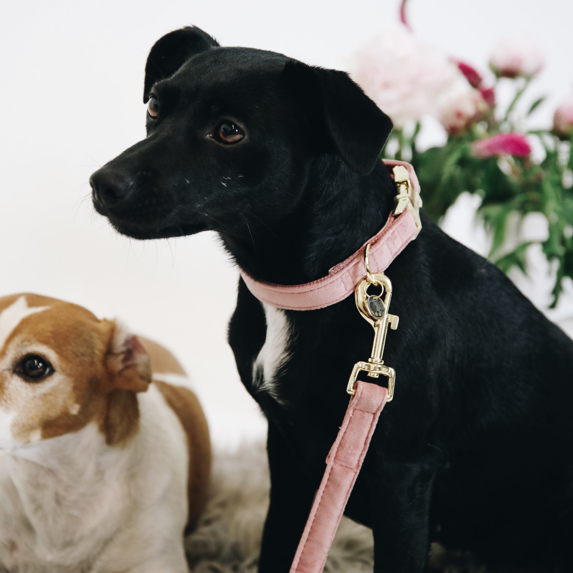 Kentucky Dog Collar Velvet