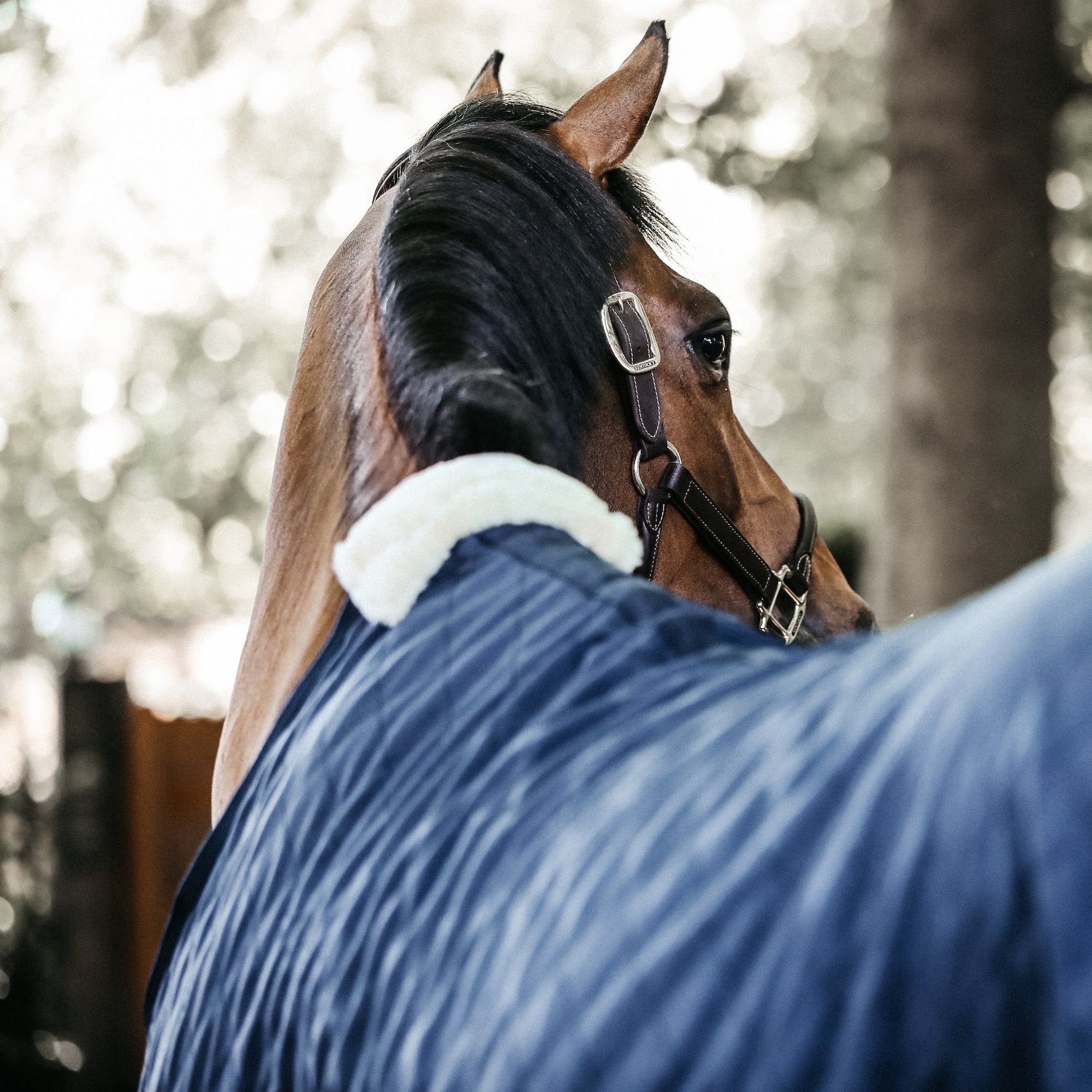 Kentucky Horsewear Stable Rug, Navy