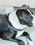 Kentucky Dog Harness Body Safe Wool, Gray