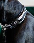 Kentucky Dog Collar Zebra