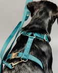 Kentucky Dog Harness Loop Velvet, Emerald