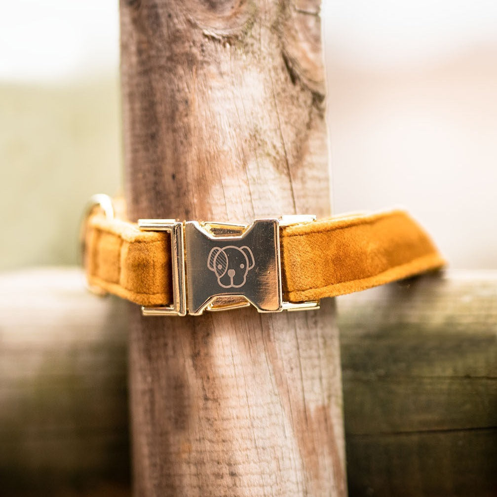 Kentucky Dog Collar Velvet, Mustard