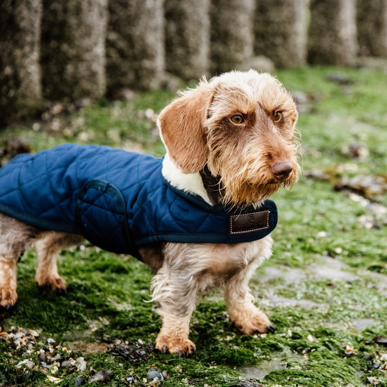 Kentucky Dog Coat, Navy